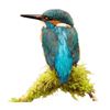 kingfisher-Android.apk